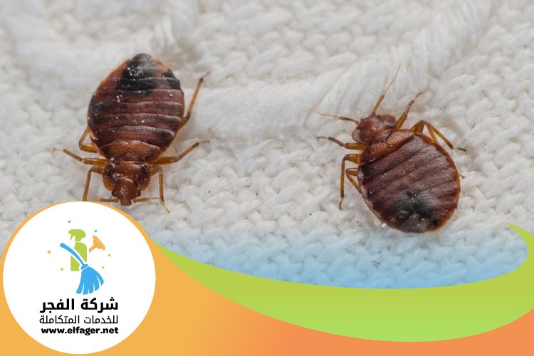 شركة مكافحة بق الفراش في قطر 4 شركة مكافحة بق الفراش في قطر