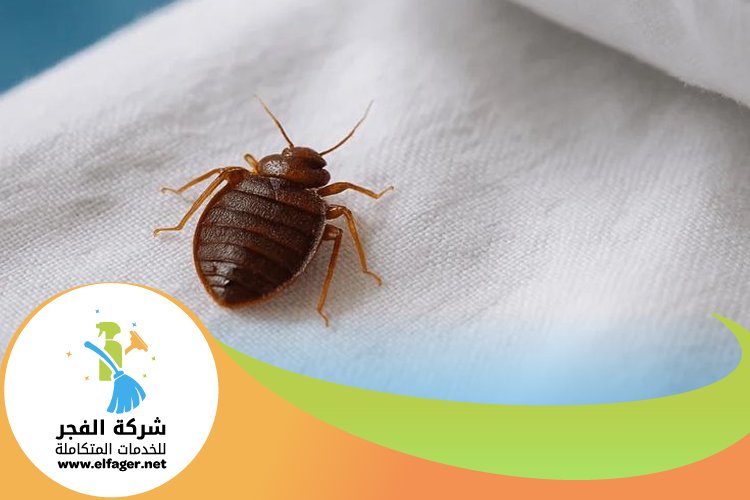 شركة مكافحة بق الفراش في قطر 3 شركة مكافحة بق الفراش في قطر