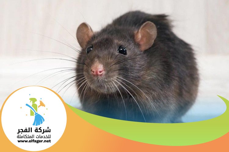 شركة مكافحة الفئران في قطر 5 شركة مكافحة الفئران في قطر