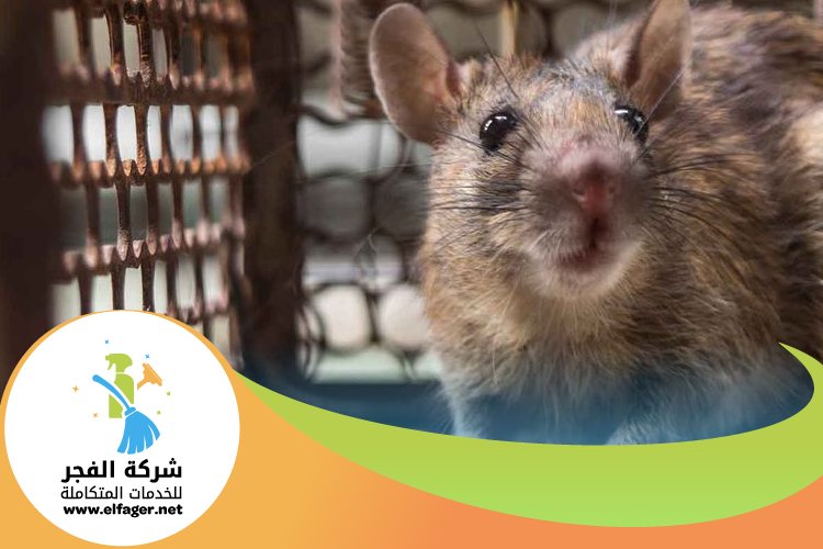 شركة مكافحة الفئران في قطر 4 شركة مكافحة الفئران في قطر