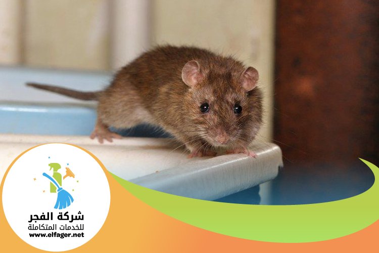 شركة مكافحة الفئران في قطر 3 شركة مكافحة الفئران في قطر